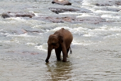 Sri Lanka Elephant Orphanage Hari Varma Photos