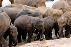 Sri Lanka Elephant Orphanage Hari Varma Photos